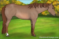 Horse Color:Red Roan 