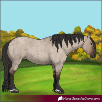 Horse Color:Liver Red Dun Roan 