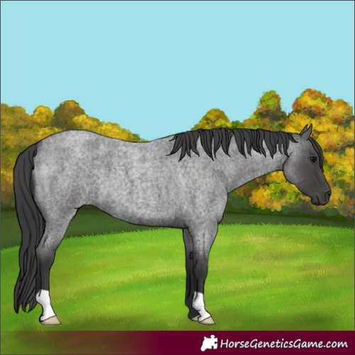 Horse Color:Blue Roan 