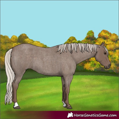 Horse Color:Silver Blue Roan 