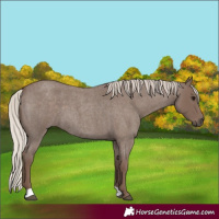 Horse Color:Silver Blue Roan 