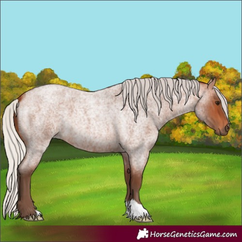 Horse Color:Silver Bay Roan 