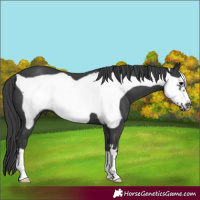 Horse Color:Black Frame 