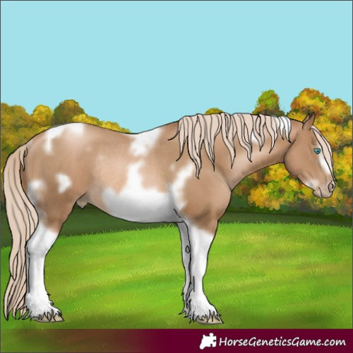 Horse Color:Chocolate Palomino Pearl Tobiano Frame Rabicano