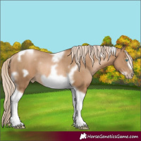 Horse Color:Chocolate Palomino Pearl Tobiano Frame Rabicano 