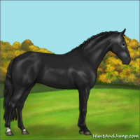 Horse Color:Gray Black 