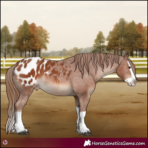 Horse Color:Chestnut Splash Blanket 