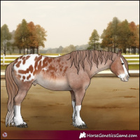 Horse Color:Chestnut Splash Appaloosa 