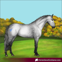 Horse Color:Gray Black 