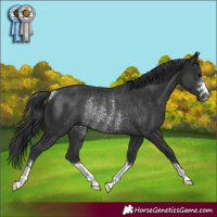 Horse Color:Black Rabicano 