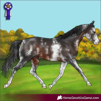 Horse Color:Brown Sabino