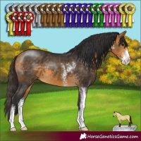 Horse Color:Buckskin Sabino 