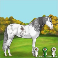 Horse Color:Smoky Black Sabino 