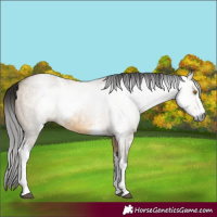Horse Color:Gray Buckskin Dun Sabino Rabicano Brindle 
