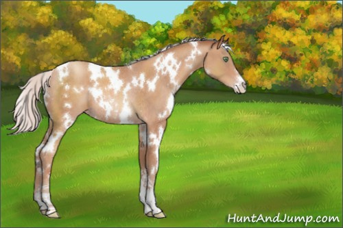 Horse Color:White Spotted Silver Sable Champagne Sabino Rabicano 