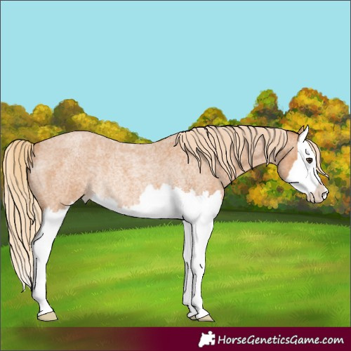Horse Color:Red Roan Splash Rabicano 