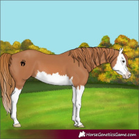 Horse Color:Chestnut Splash 