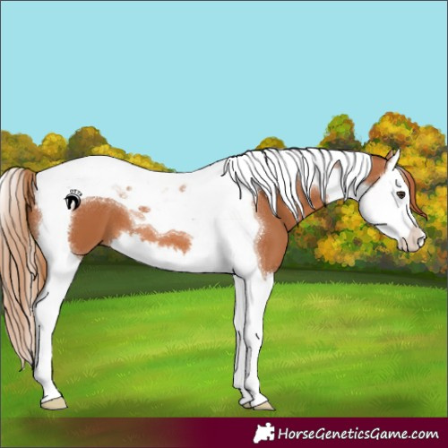 Horse Color:Chestnut Splash Tobiano