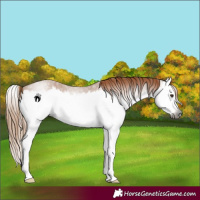 Horse Color:Gray Red Roan Splash 