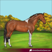 Horse Color:Bay Tobiano Rabicano 