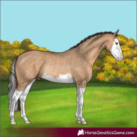 Horse Color:Bay Dun Splash Rabicano 