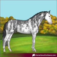 Horse Color:Black Sabino Splash 