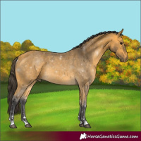 Horse Color:Buckskin Rabicano