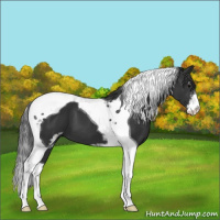 Horse Color:Black Sabino Tobiano 