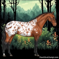 Horse Color:Bay Appaloosa and Bay Appaloosa