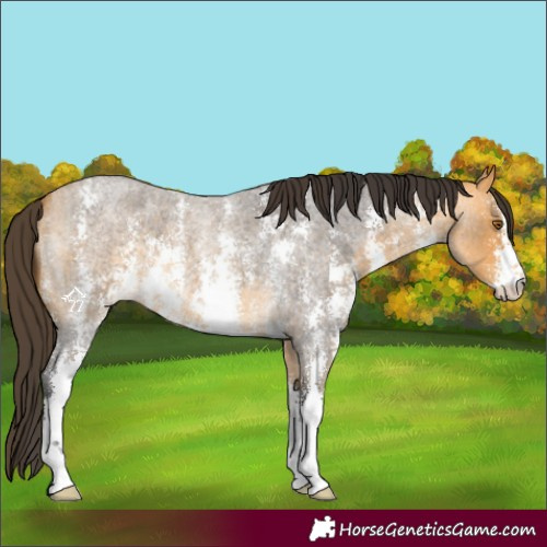Horse Color:Buckskin Roan Sabino