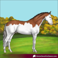 Horse Color:Bay Splash 