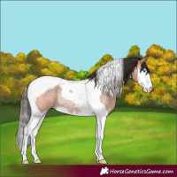 Horse Color:Bay Roan Splash Tobiano Rabicano