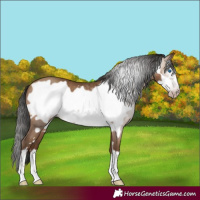 Horse Color:Gray Amber Champagne Frame 