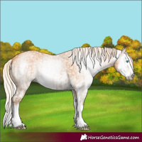 Horse Color:Gray Cremello Splash  and Gray Cremello Splash 