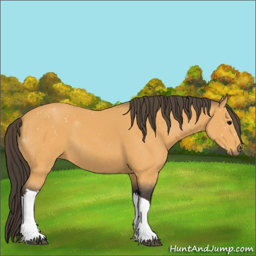 Horse Color:Buckskin 