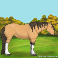 Horse Color:Buckskin