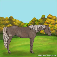 Horse Color:Silver Black 