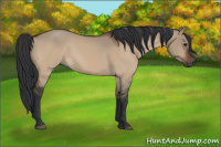 Horse Color:Bay Dun