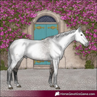 Horse Color:Gray Grullo