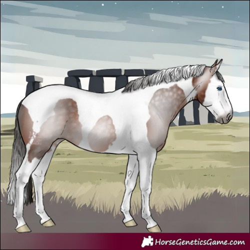 Horse Color:Gray Bay Splash Tobiano 