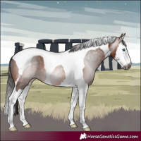 Horse Color:Gray Bay Splash Tobiano 