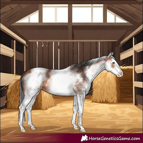 Horse Color:White Spotted Bay Splash