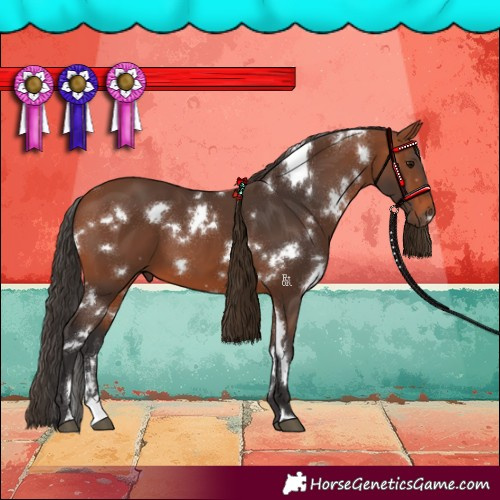 Horse Color:White Spotted Bay 