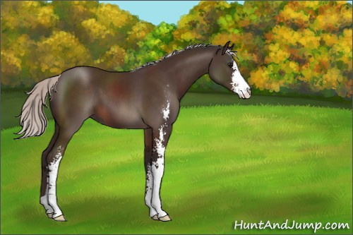 Horse Color:Silver Brown Sabino 