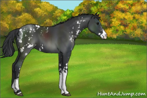 Horse Color:Black Sabino 