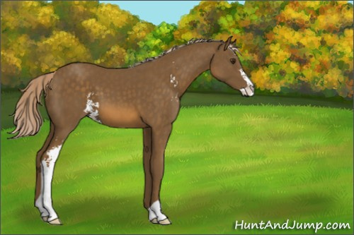 Horse Color:Chocolate Palomino Sabino
