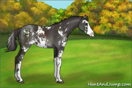 Horse Color:Smoky Black Sabino 
