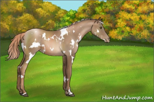 Horse Color:White Spotted Liver Chestnut Pearl Sabino 