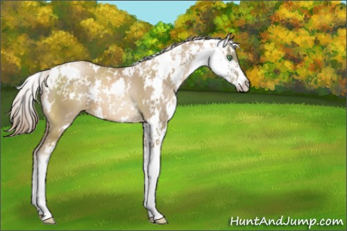 Horse Color:Smoky Black Pearl Sabino 