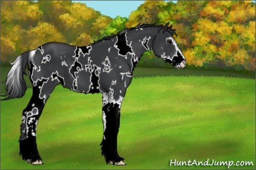 Horse Color:White Spotted Black Mushroom Sabino 